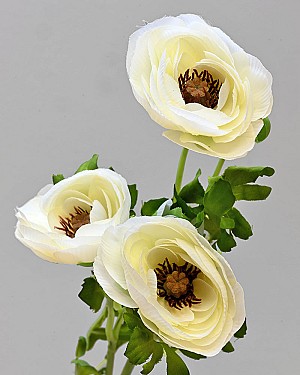 Garden Ranunculus 20&quot; Cream