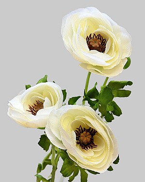 Garden Ranunculus 20" Cream
