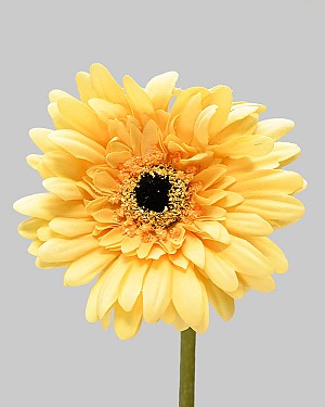 Gerbera Daisy 24" Yellow