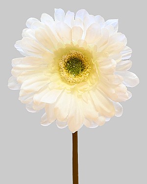 Gerbera Daisy 9" White