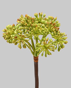 Angelica 14.5&quot; Green