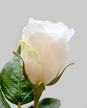 Rose Dutchess Bud 21" Cream