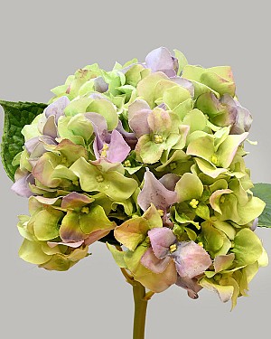 Hydrangea 18&quot; Green/Lavender