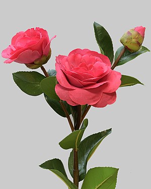 Camellia 29&quot; Red