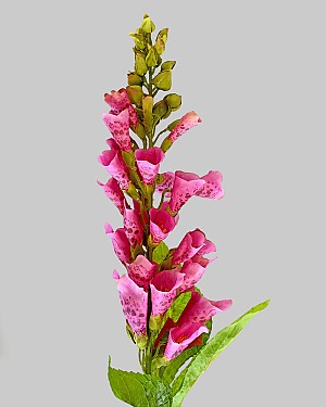 Foxglove 31.5" Fuchsia