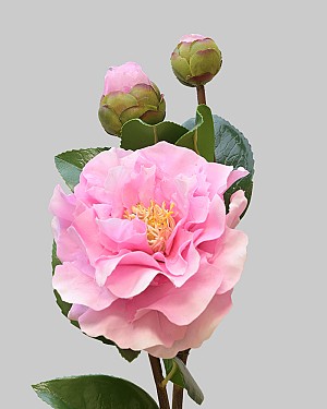 Camellia 28.5&quot; Pink