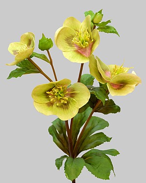 Hellebores 25&quot; Light Green