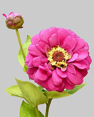 Zinnia 23.5" Fuchsia