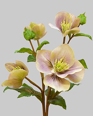 Hellebores 25&quot; Lavender/White