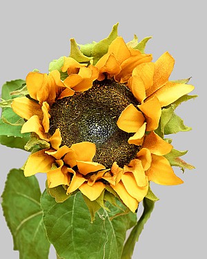 Sunflower 30&quot; Yellow