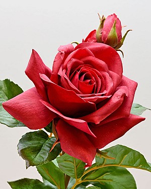 English Rose Tomora 22&quot; Red