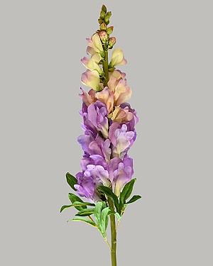 Snapdragon 30&quot; Purple