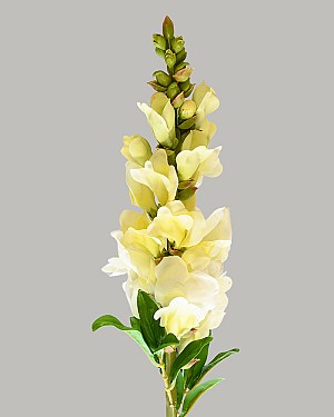 Snapdragon 23&quot; Yellow