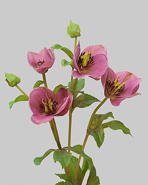 Hellebores 25&quot; Mauve/Burgundy