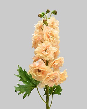 Delphinium 24" Peach/Cream