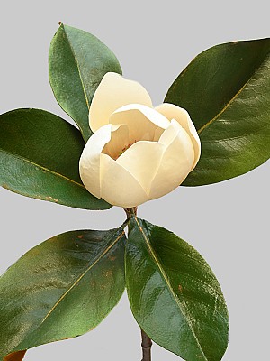 Magnolia 24&quot; Beige