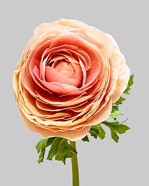 Ranunculus 22" Light Mauve
