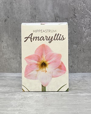 Amaryllis Gift Kit - Pink