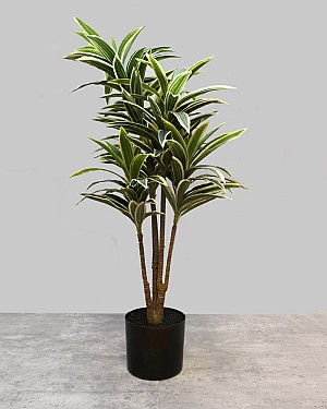 Dracaena Plant 34&quot;H