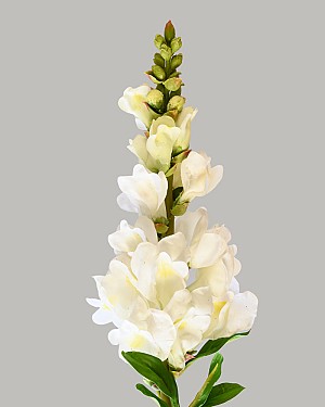 Snapdragon 23&quot; White