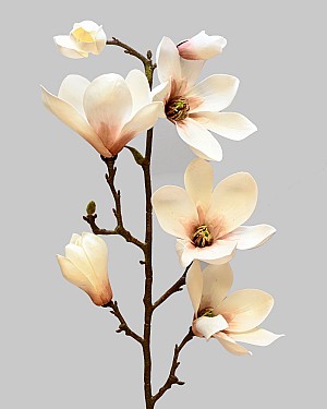 Tree Magnolia 29&quot; Cream/Light Brown