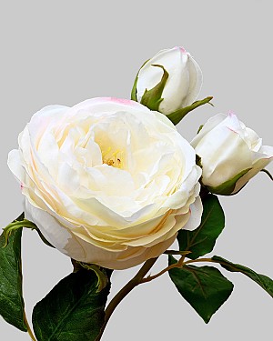 English Rose Titania 22.5" Champagne