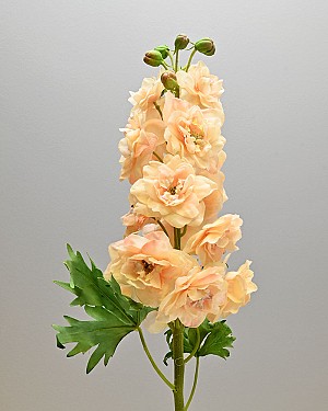 Delphinium 24&quot; Peach/Cream