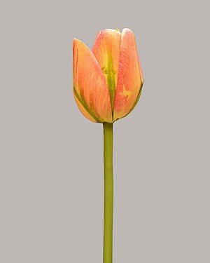 Tulip 15.5&quot; Orange/Green