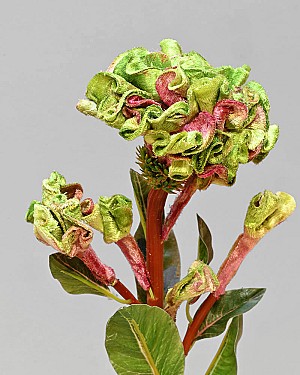 Ball Celosia 22&quot; Green