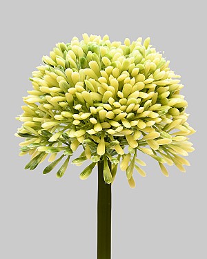 Allium 17.5&quot; Green/Cream