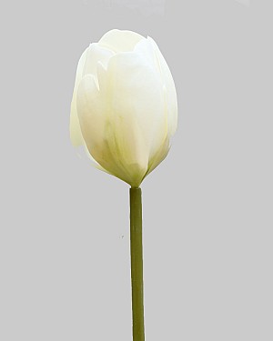 Tulip 22.5" White