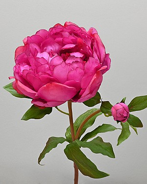 Peony Open 19.5&quot; Dark Pink