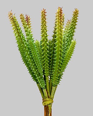 Cactus Succulent 10.5&quot; Green