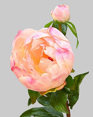 Peony with Bud 23" Peach