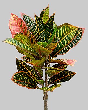 Croton Leaf 22&quot; Green/Burgundy