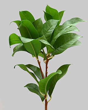 Laurel Leaf 23&quot; Green