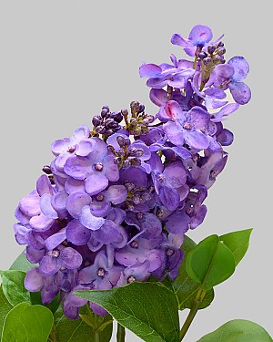 Lilac 27.5&quot; Purple