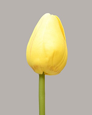Pointed Tulip 15.5&quot; Yellow