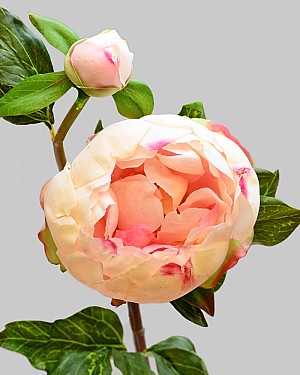 Peony with Bud 23&quot; Cream/Pink