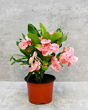 Tiara Euphorbia Charlotte