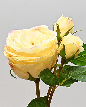 English Rose Titania 22.5&quot; Yellow