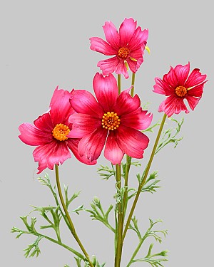 Cosmos Spray 29&quot; Red/Pink