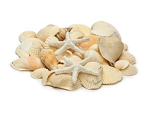Seashells/Starfish - Assorted Mix
