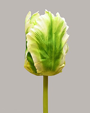 Parrot Tulip Closed 22&quot; Green/White