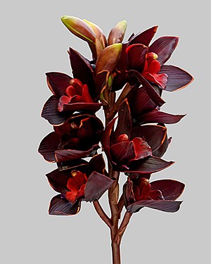 Cymbidium Orchid 19&quot; Burgundy 