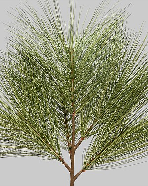 Long Needle Pine Spray 24&quot; Green