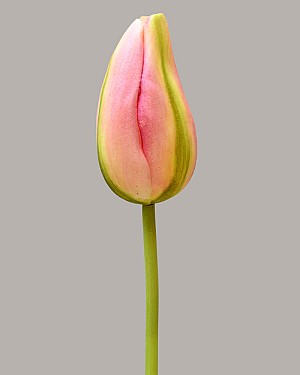 Dutch Tulip Bud 22.5&quot; Pink/Green