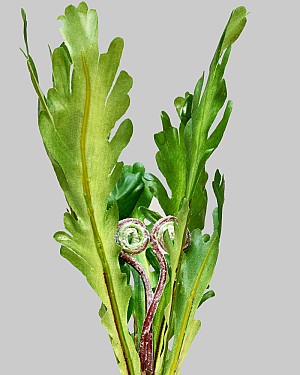 Phoenix Tail Fern Pick 10&quot; Green