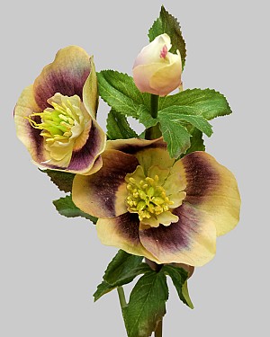 Hellebores Rose 18&quot; Lavender/Green