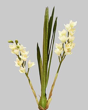 Wild Cymbidium Orchid Plant 29.5&quot; White